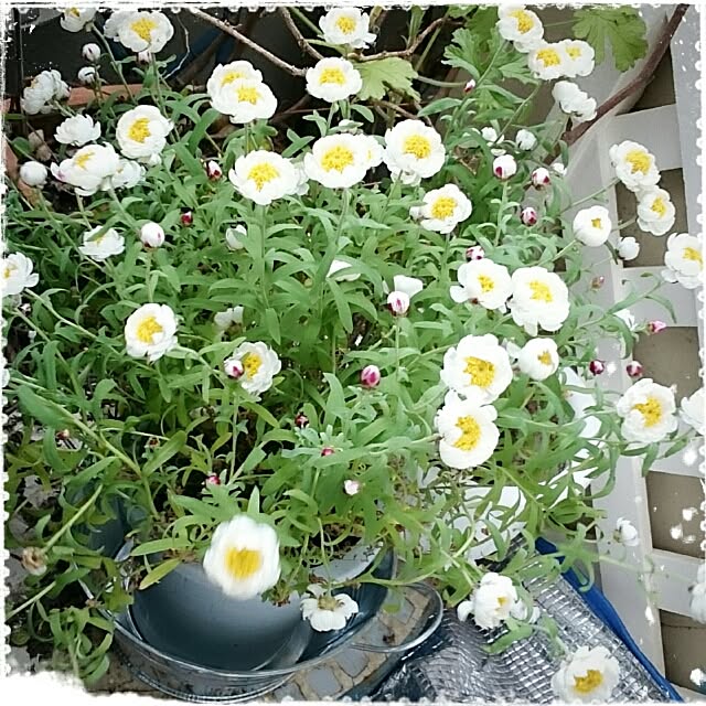 OBTERNIR88filerさんの実例写真