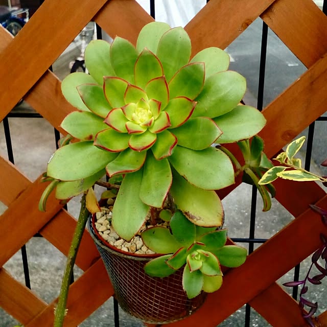 VERANDARJUNさんの実例写真