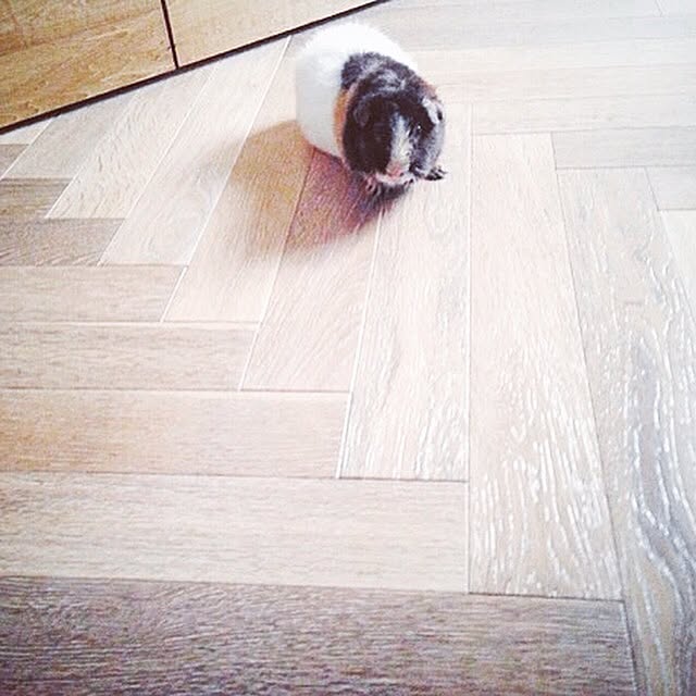 molmiyaさんの実例写真