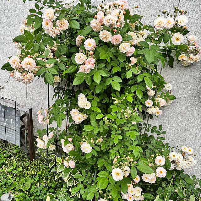 portulacaさんの部屋