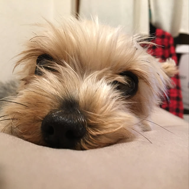 ohanaさんの実例写真