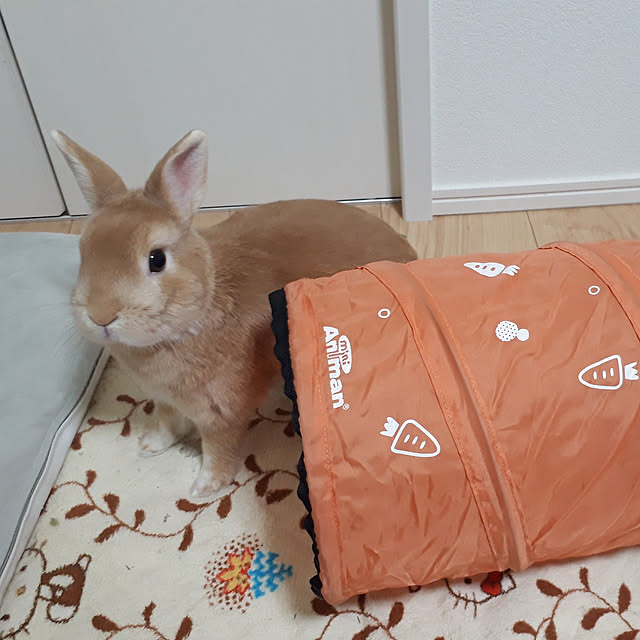 aiさんの実例写真