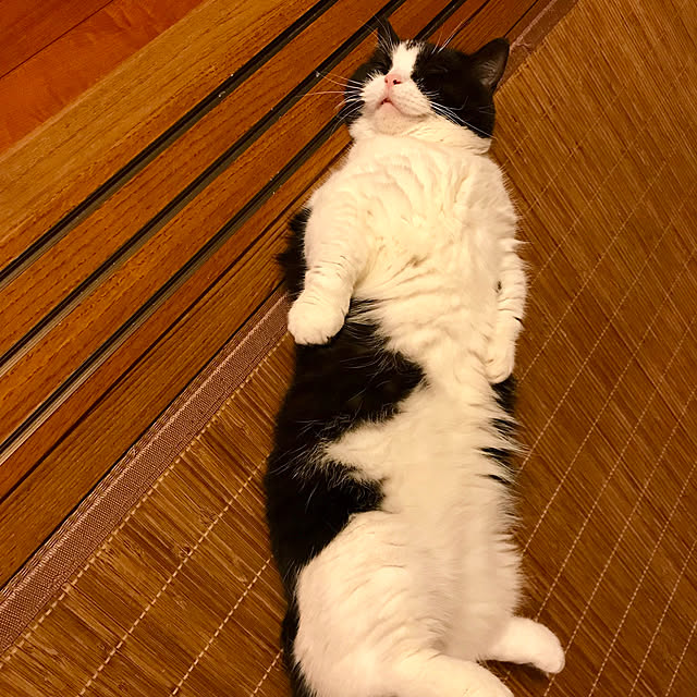 butachanさんの実例写真
