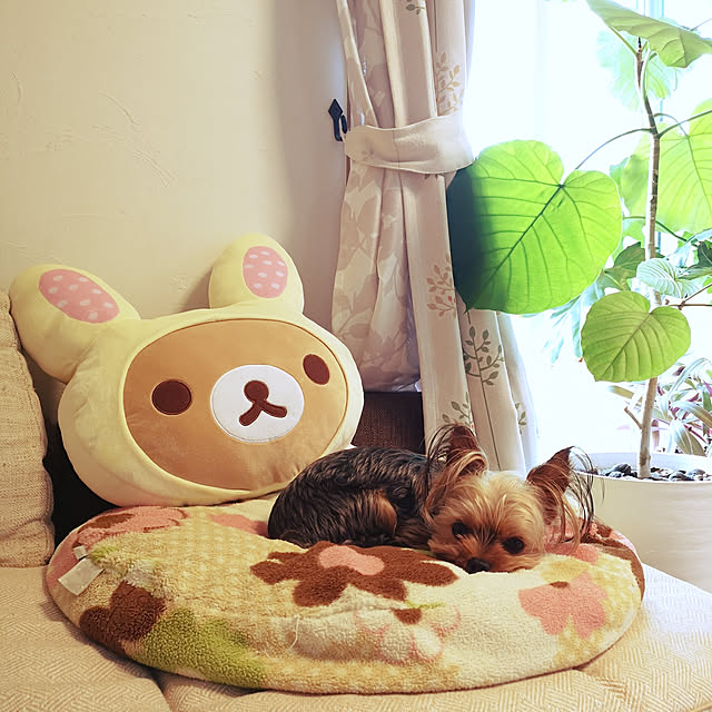 akiさんの実例写真