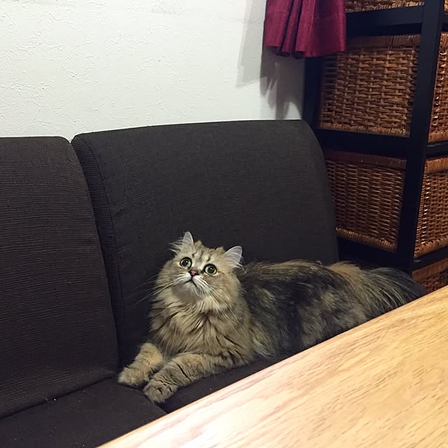 butachanさんの実例写真