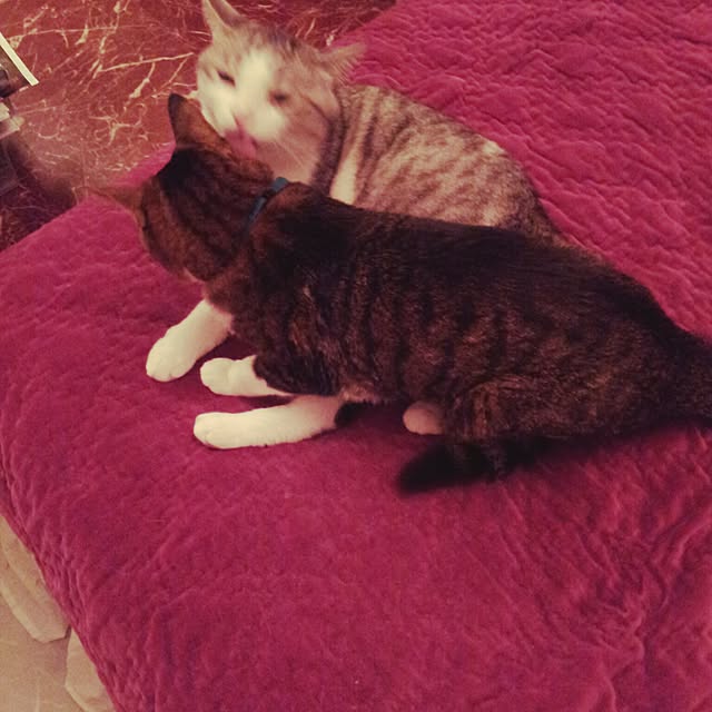 emmyyさんの実例写真