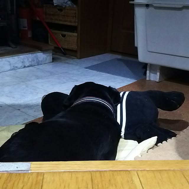 ohisamaさんの実例写真
