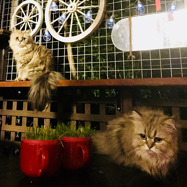 butachanさんの実例写真