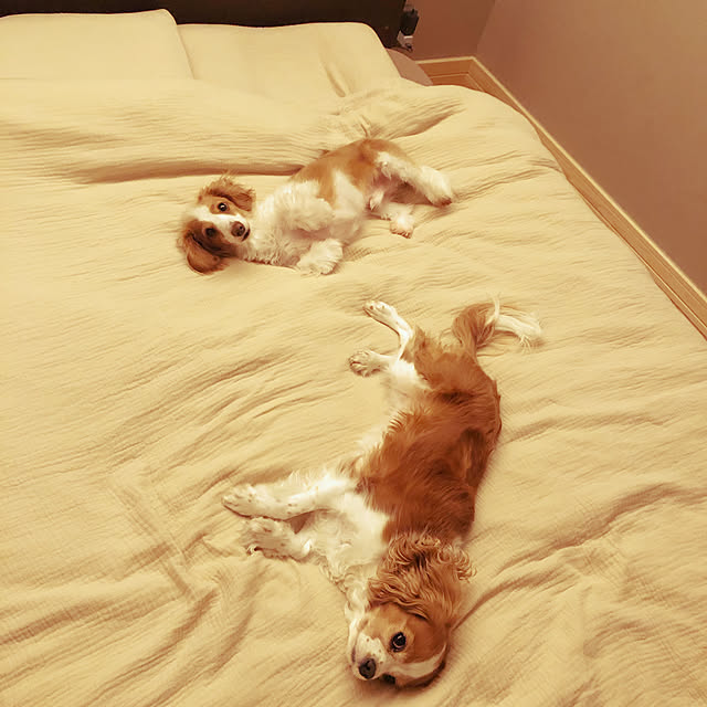 tomoteaさんの実例写真