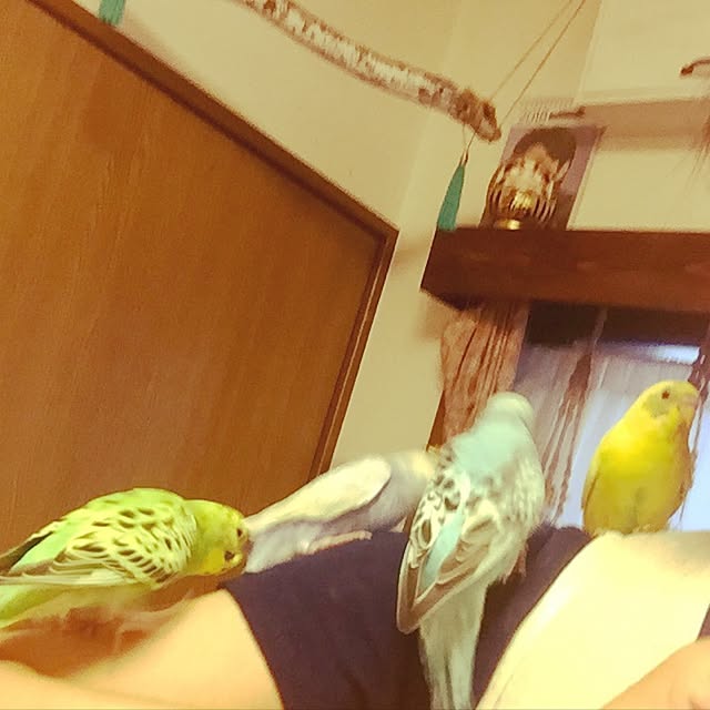 oniyomeさんの実例写真