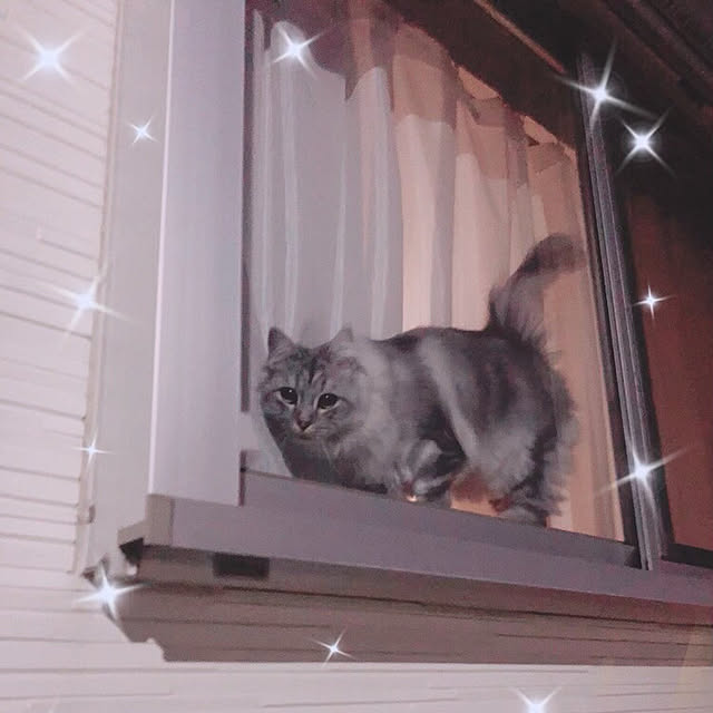 Rinchanさんの実例写真