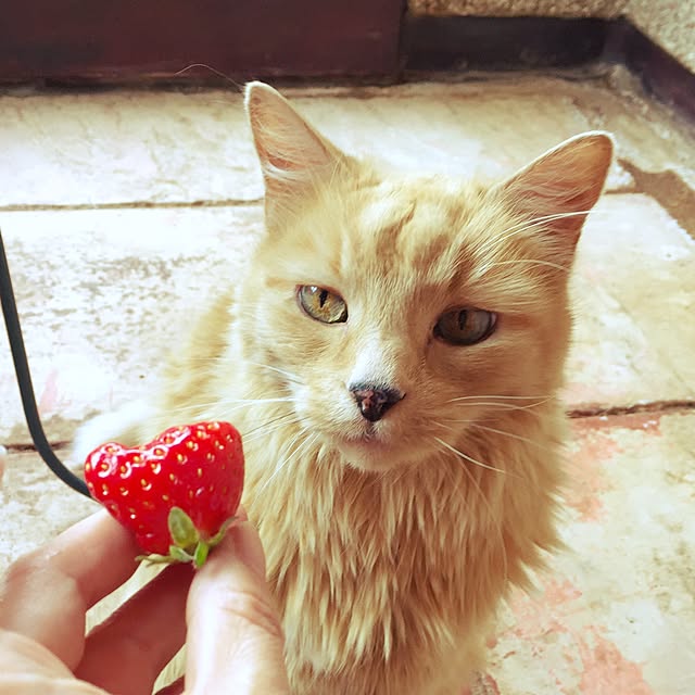 nekohigeさんの実例写真