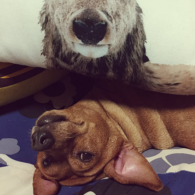 masashinobonさんの実例写真