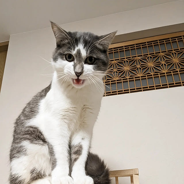 papyjetさんの実例写真