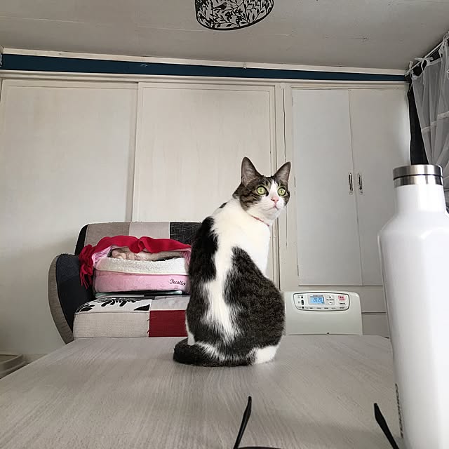 Shihoさんの実例写真