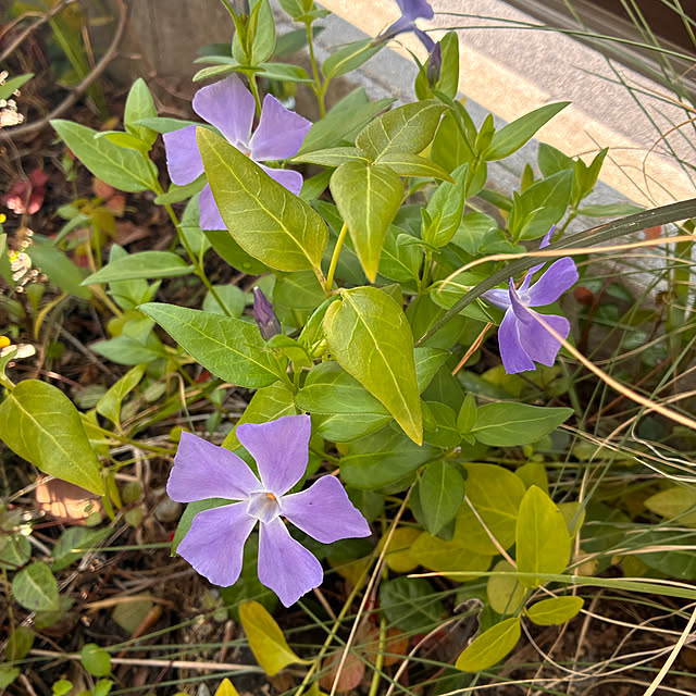 ayayayayaさんの部屋