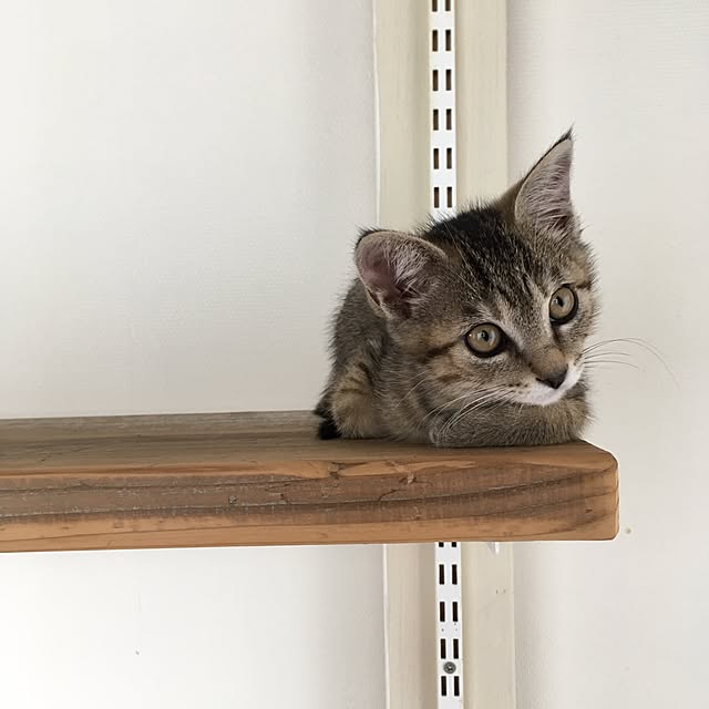 mikomaruさんの実例写真