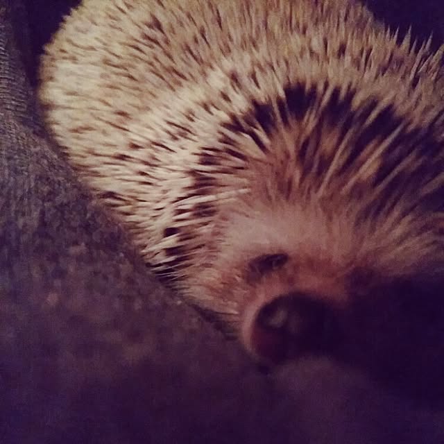 kuruさんの実例写真