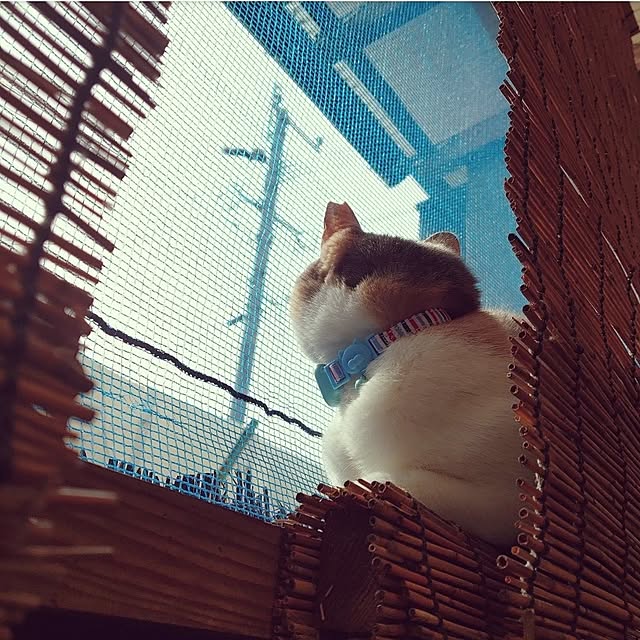fukuさんの実例写真
