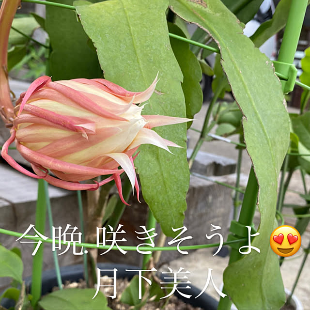 Emiさんの実例写真
