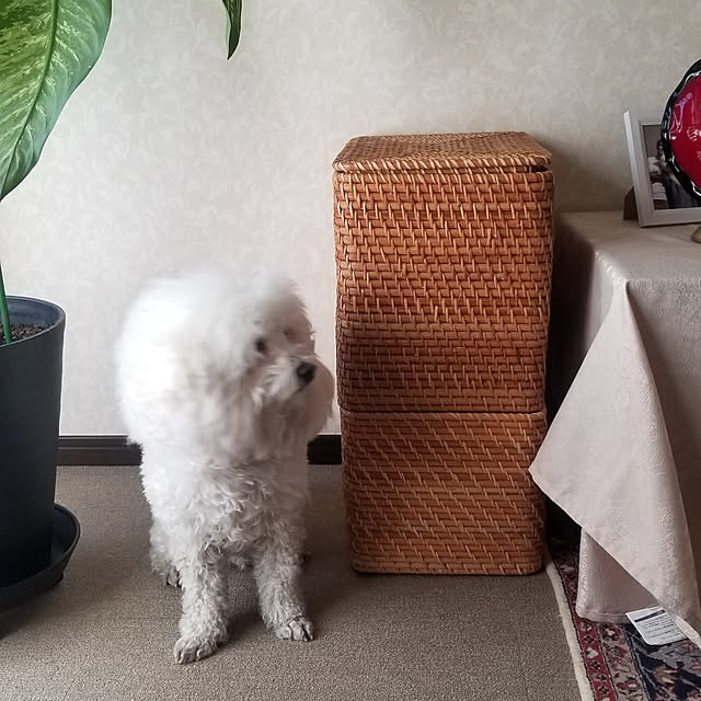 takoさんの実例写真