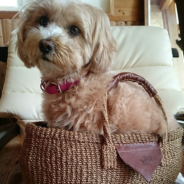 makaronさんの実例写真