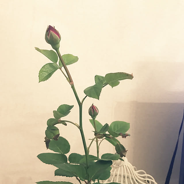 choさんの実例写真