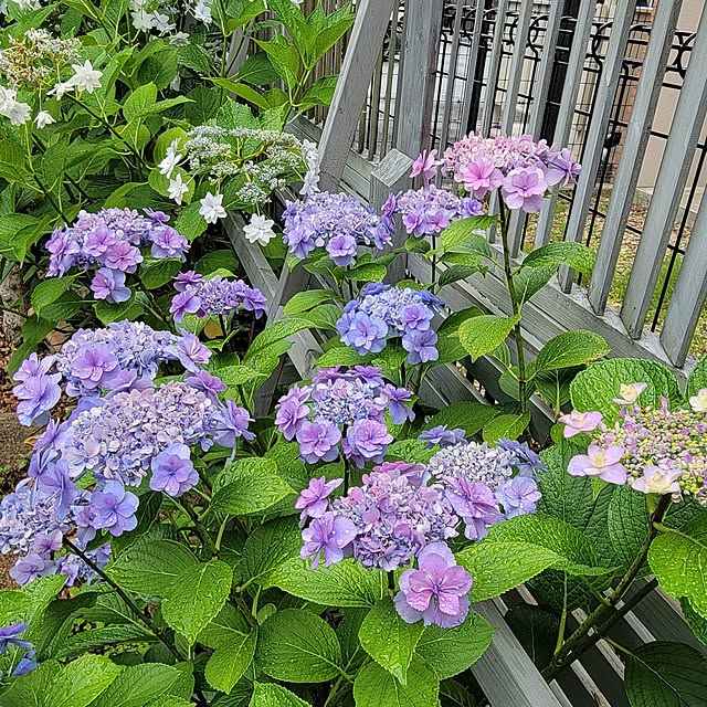 clematis_mischaさんの部屋