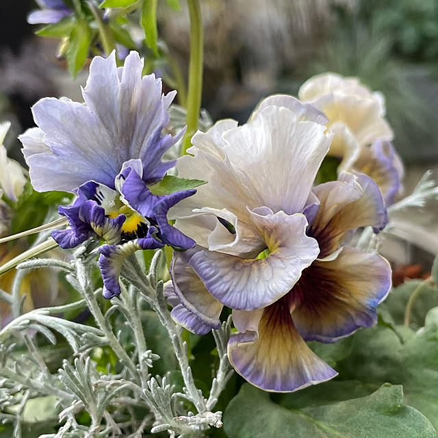 shiropenguinさんの部屋