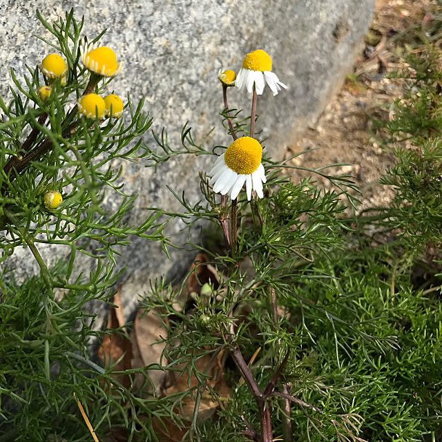 sakurasakuさんの実例写真