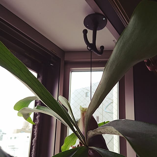 cocosorasakuさんの実例写真