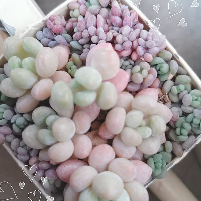 sakuraさんの実例写真