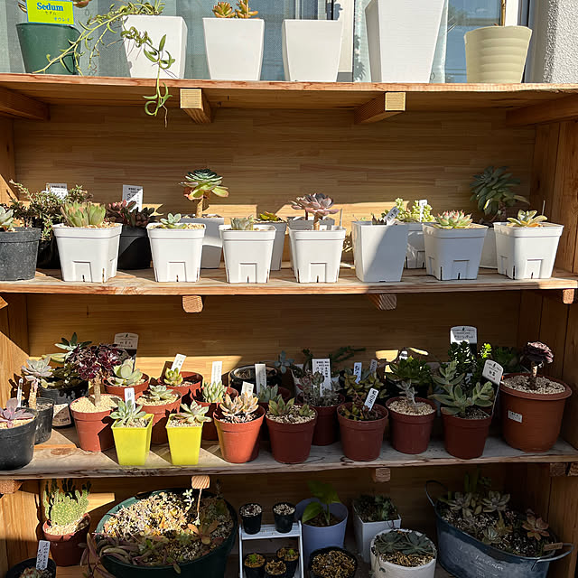 多肉植物/棚のインテリア実例 - 2022-10-30 22:57:24