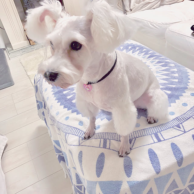 suzyさんの実例写真