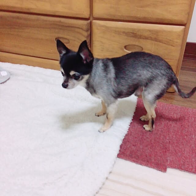 macokaさんの実例写真
