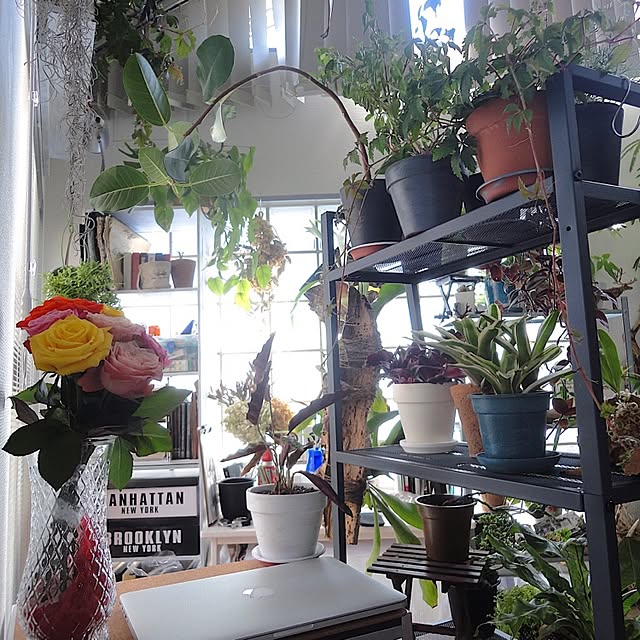 机/植中毒/観葉植物/NO GREEN NO LIFE/一人暮らし...などのインテリア実例 - 2017-05-02 09:04:27