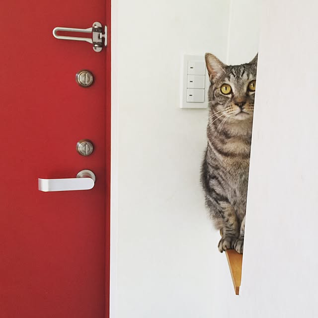 bamboobooCatDogさんの実例写真