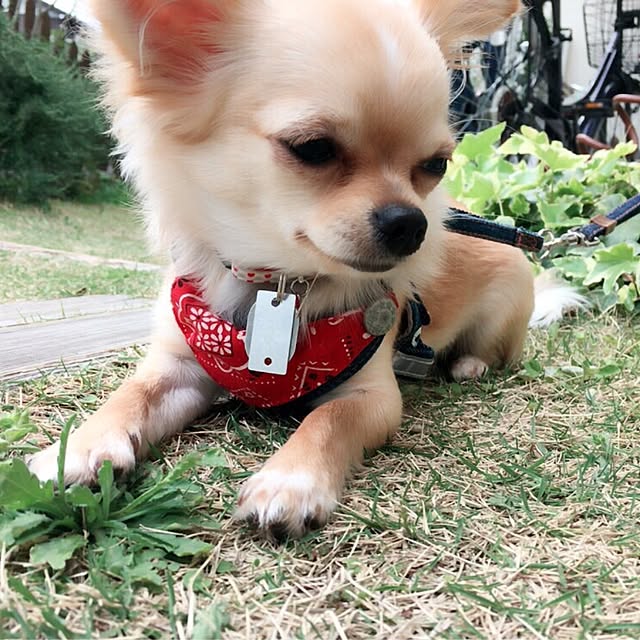 実例写真