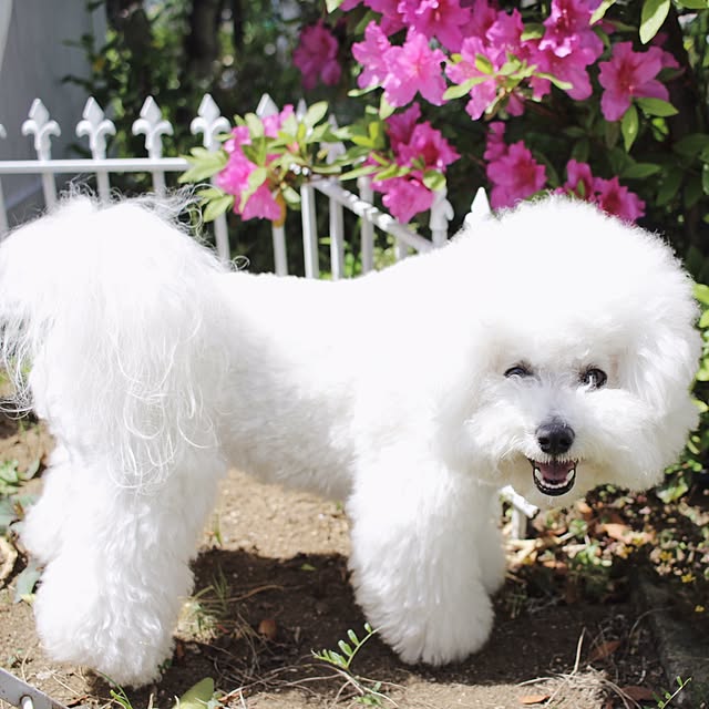 happy_bridgeさんの実例写真