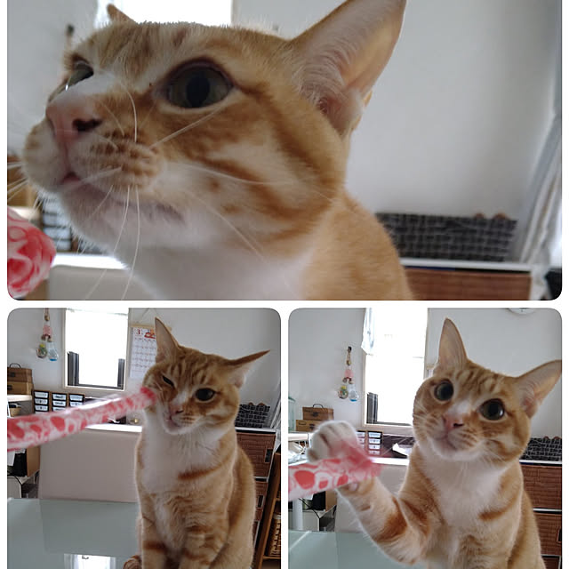 koromaroさんの実例写真
