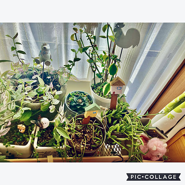 CoCo0617さんの部屋