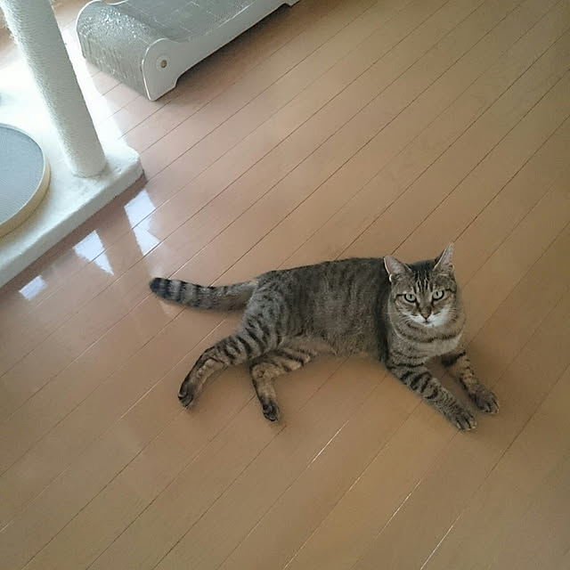 lilyさんの実例写真