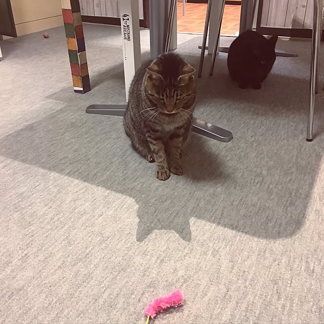 shigimiさんの実例写真