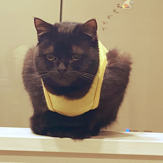 okapiさんの実例写真
