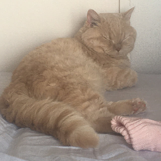 naokoさんの実例写真