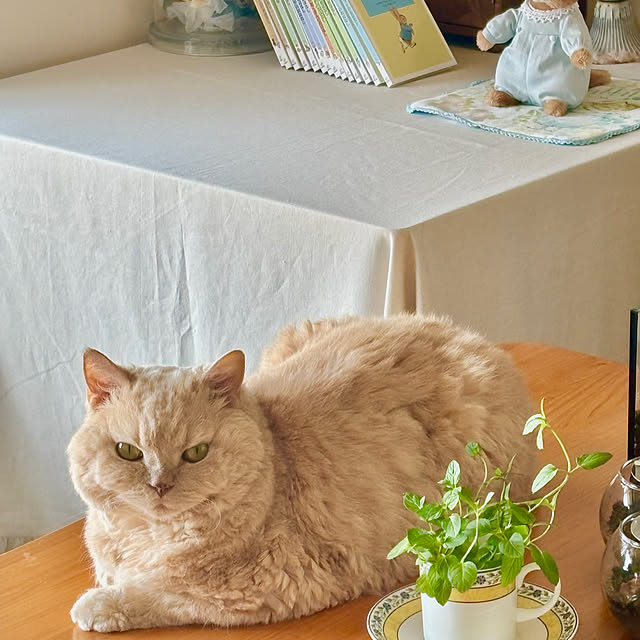 naokoさんの部屋