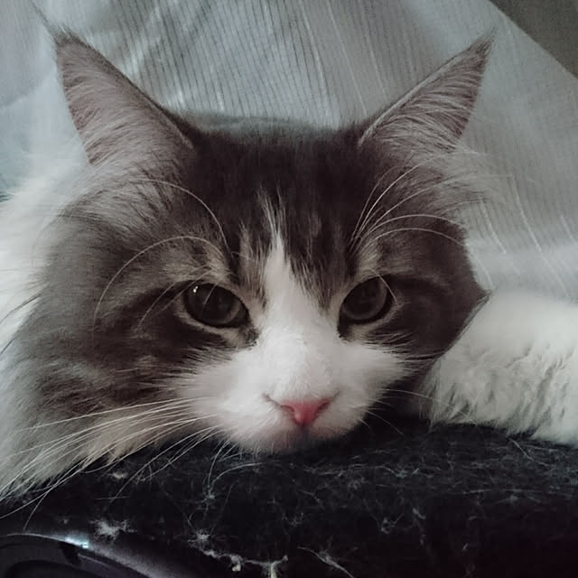 shinobuさんの実例写真