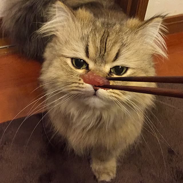 butachanさんの実例写真