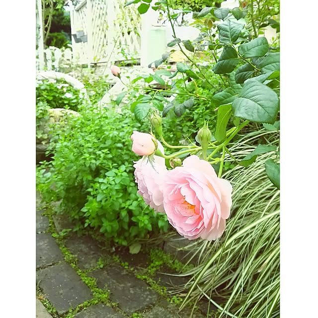 s.mamaさんの実例写真
