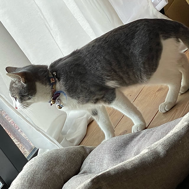 nekosamaさんの実例写真